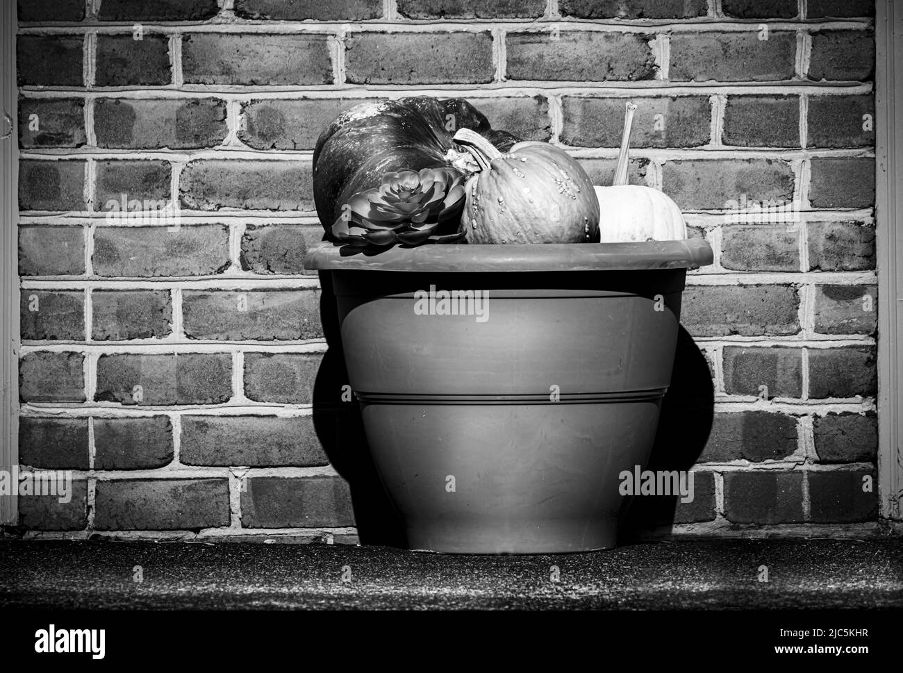 Una pentola di piantatrice piena di zucche, zucca, di fronte ad un muro di mattoni tutti in bianco e nero, autunno, estate, Lancaster, Pennsylvania Foto Stock