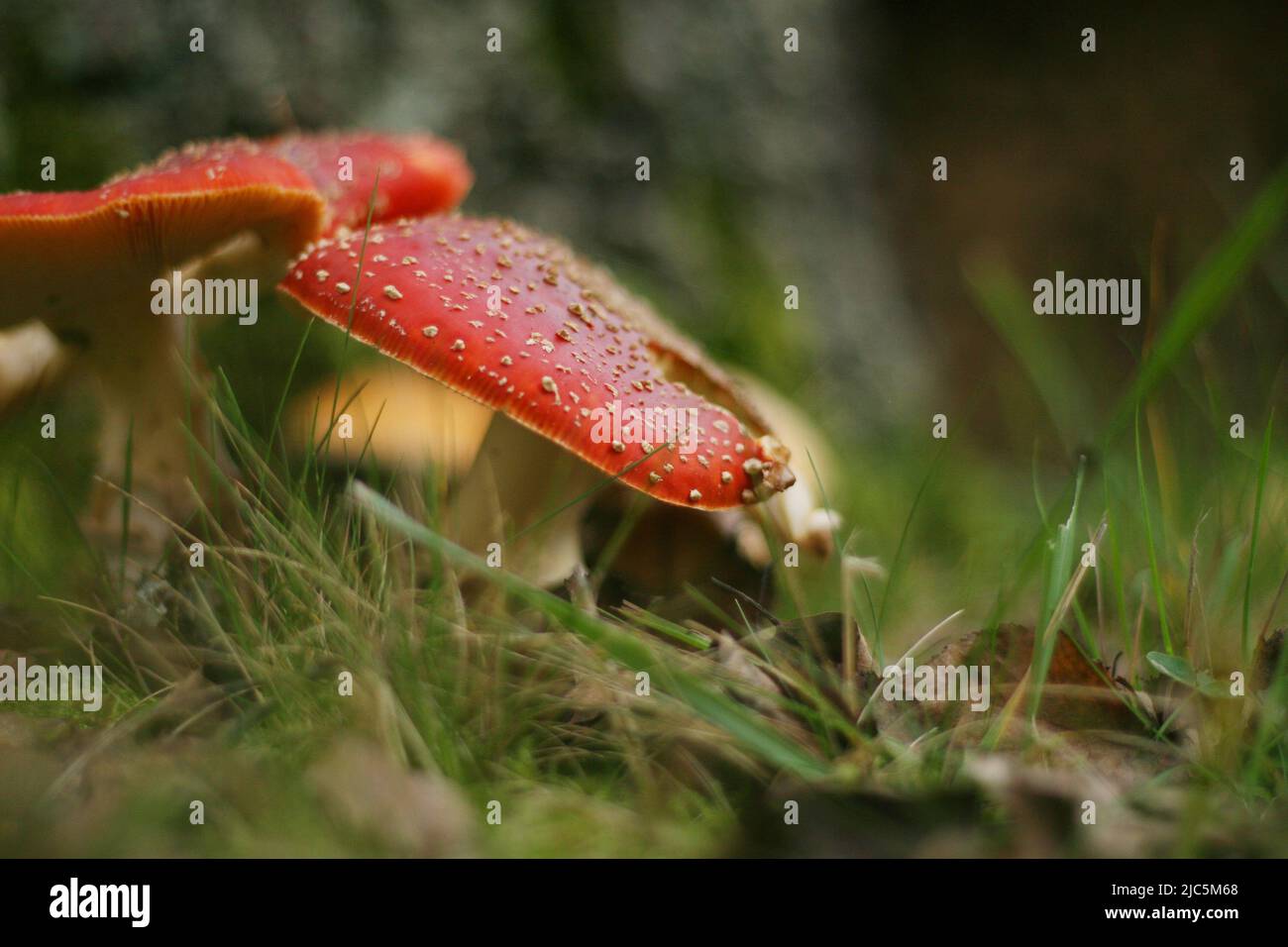 Vita forestale. Fly funghi agarici. Immagine romantica di due funghi appoggiati l'uno sull'altro Foto Stock