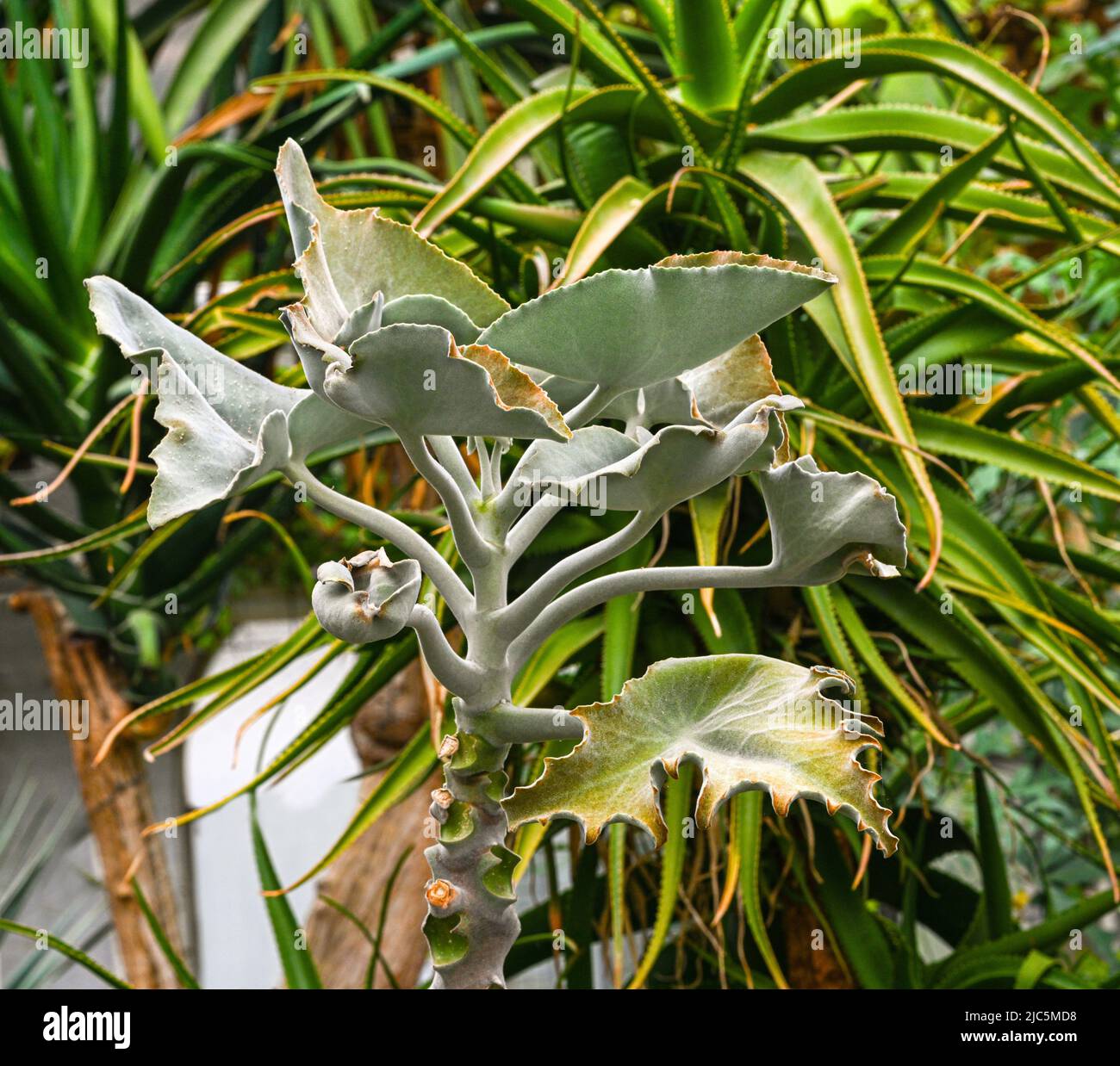 L'orecchio dell'elefante (Kalanchoe beharensis) è un arbusto succulento endemico del Madagascar. Foto Stock