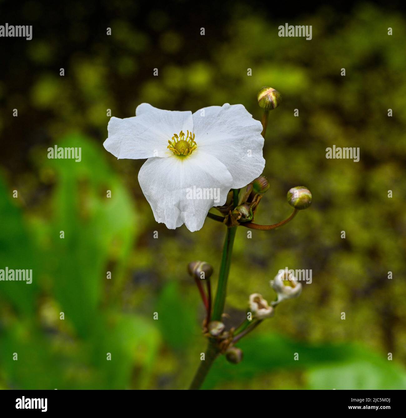 Bella piccola fiore bianco echinodorus hybride è una pianta acquatica Foto Stock