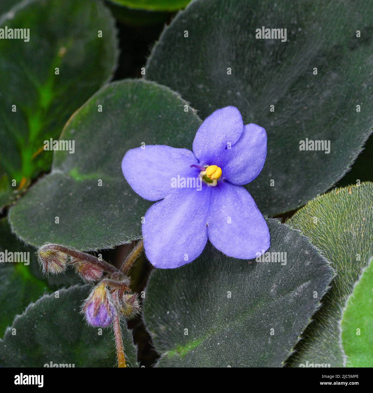 Viola africano viola primo piano con foglie Foto Stock