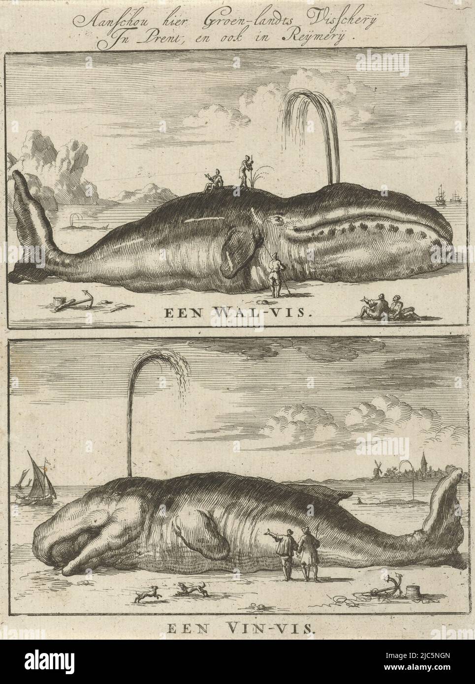 Due rappresentazioni di una piastra. Sopra nel margine un verso a due linee, balena e Finfish Una balena / Un Finfish , tipografo: Jan Luyken, Amsterdam, 1684, carta, incisione, a 190 mm x l 142 mm Foto Stock