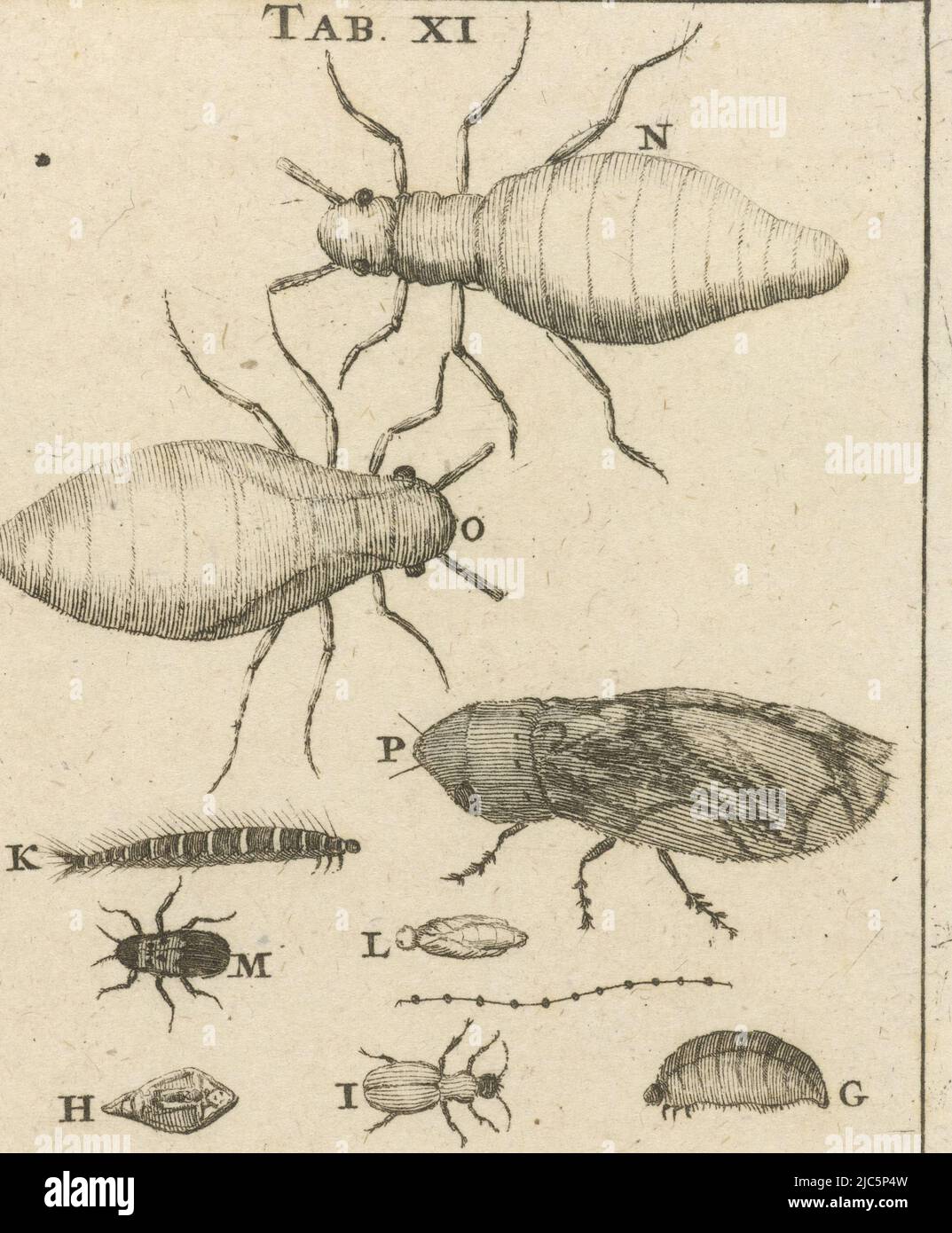 Stampa contrassegnata al centro e in alto a destra: Scheda. XI Pagina: 96., piccoli insetti XI, tipografia: Jan Luyken, editore: Jan Claesz ten Hoorn, Amsterdam, 1680, carta, incisione, a 134 mm x l 79 mm Foto Stock