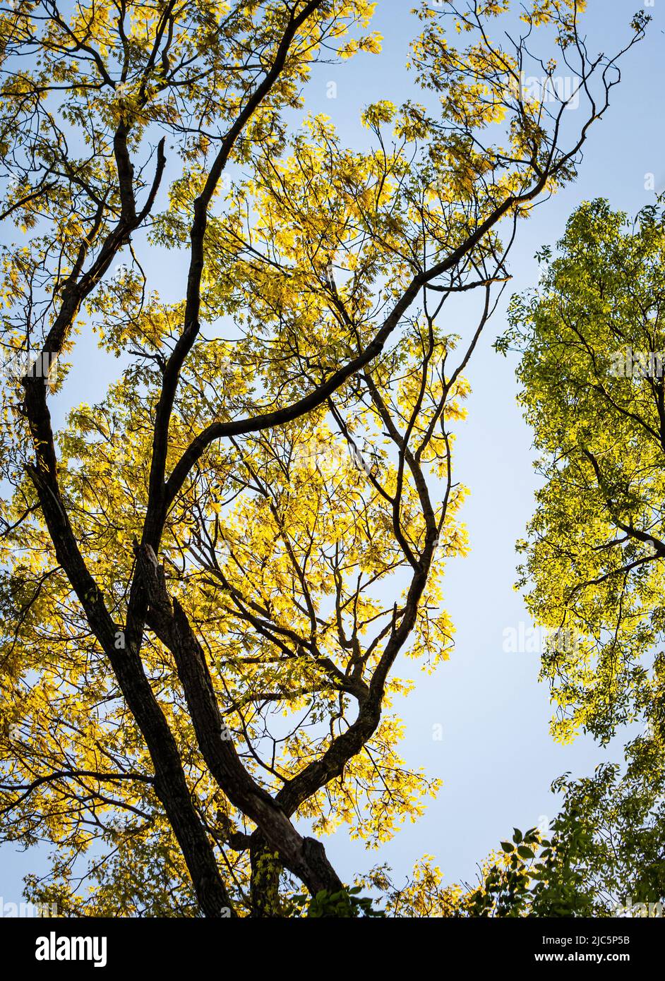 Verde e giallo frondoso e lussureggiante albero baldacchino foresta in primavera o estate, Lancaster County, Pennsylvania Foto Stock