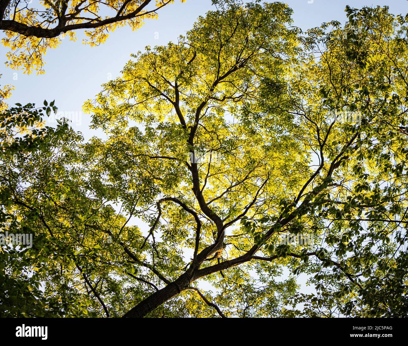 Verde e giallo frondoso e lussureggiante albero baldacchino foresta in primavera o estate, Lancaster County, Pennsylvania Foto Stock