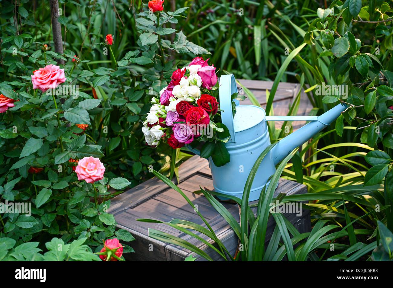 Bellissimi fiori rosa rosa fioriti in giardino Foto Stock