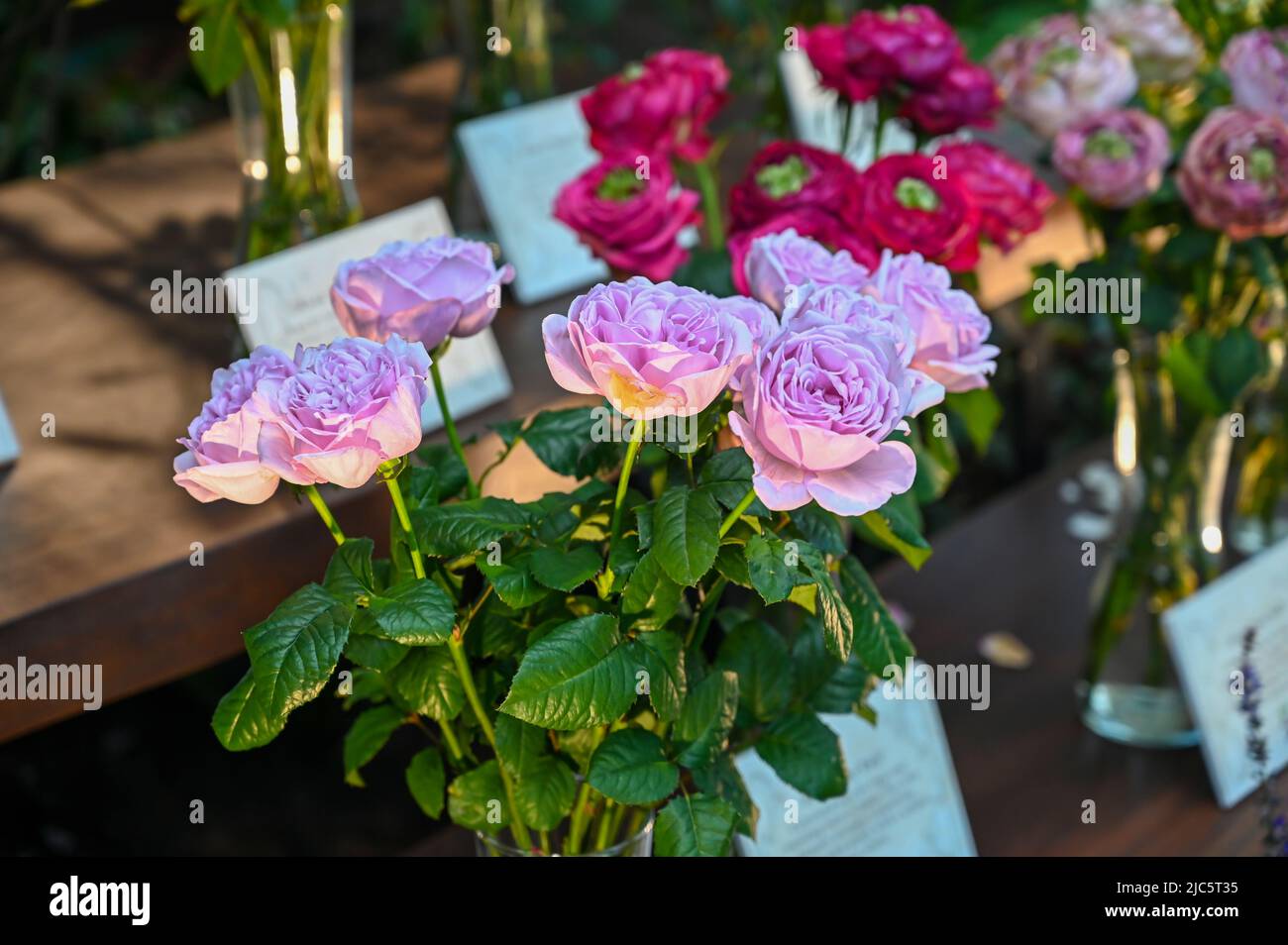 Bellissimi fiori rosa rosa fioriti in giardino Foto Stock