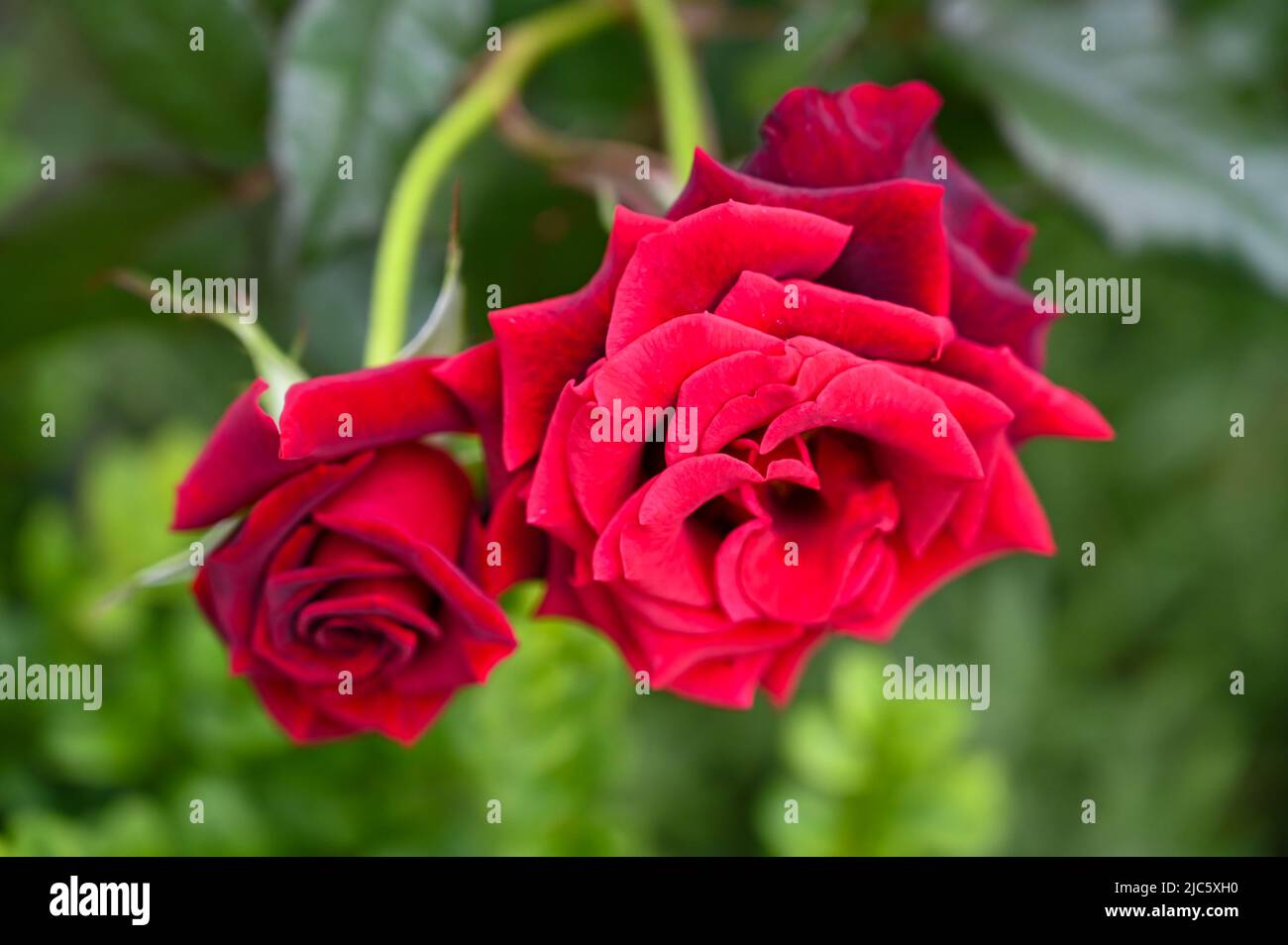 Bellissimi fiori di rosa rossa che sbocciano in giardino Foto Stock