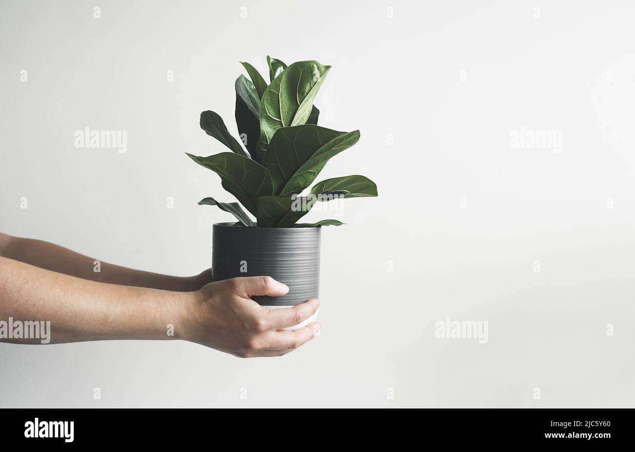 Mani che tengono Ficus Lyrata o Fiddle Fig pianta giovane in un vaso grigio fiore, minimalista e scandinavo stile con spazio copia Foto Stock