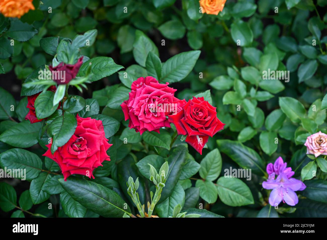 Bellissimi fiori di rosa rossa che sbocciano in giardino Foto Stock
