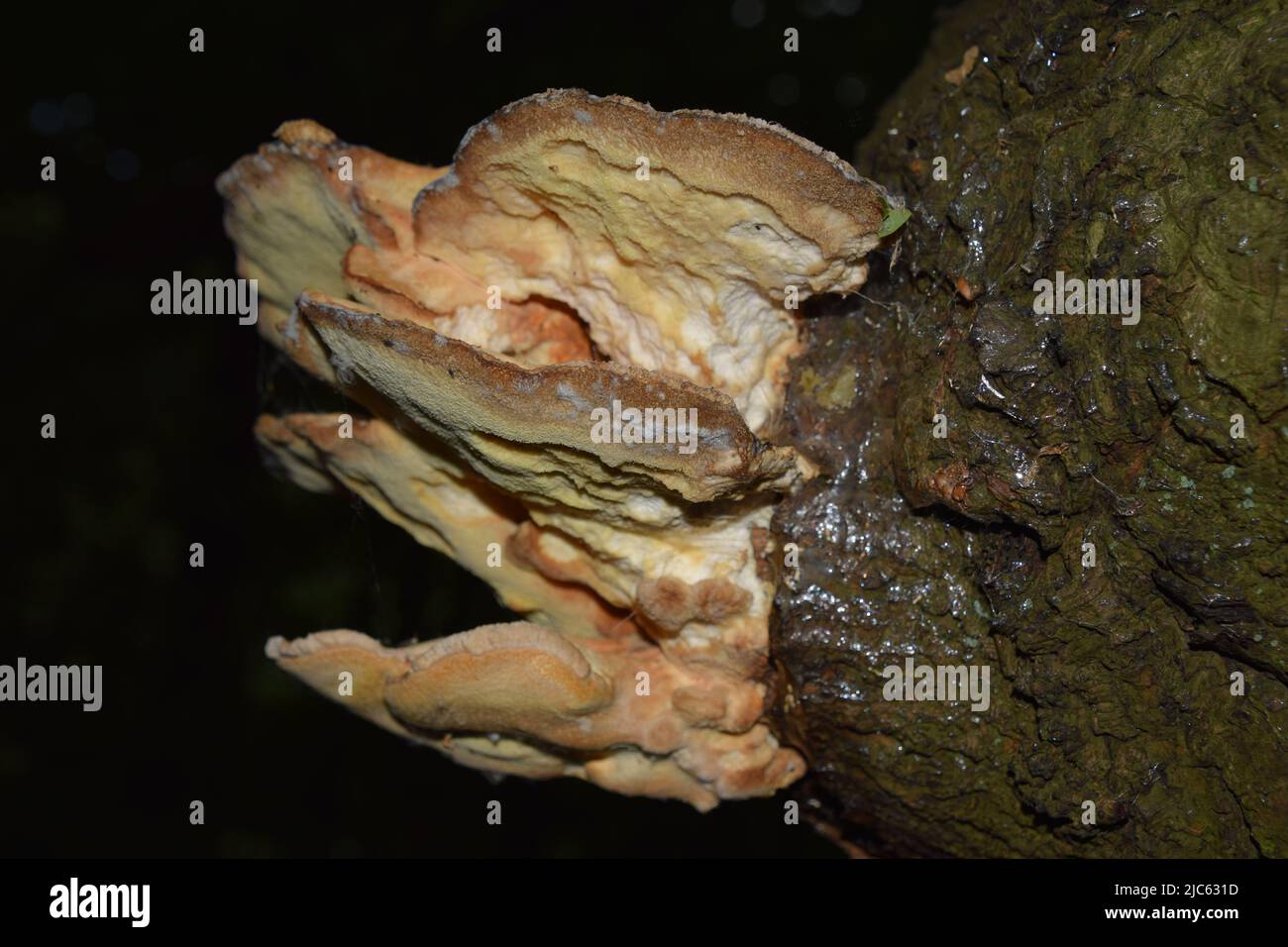 I grandi funghi eruttanti da un albero di quercia assumono strane forme aliene. Foto Stock