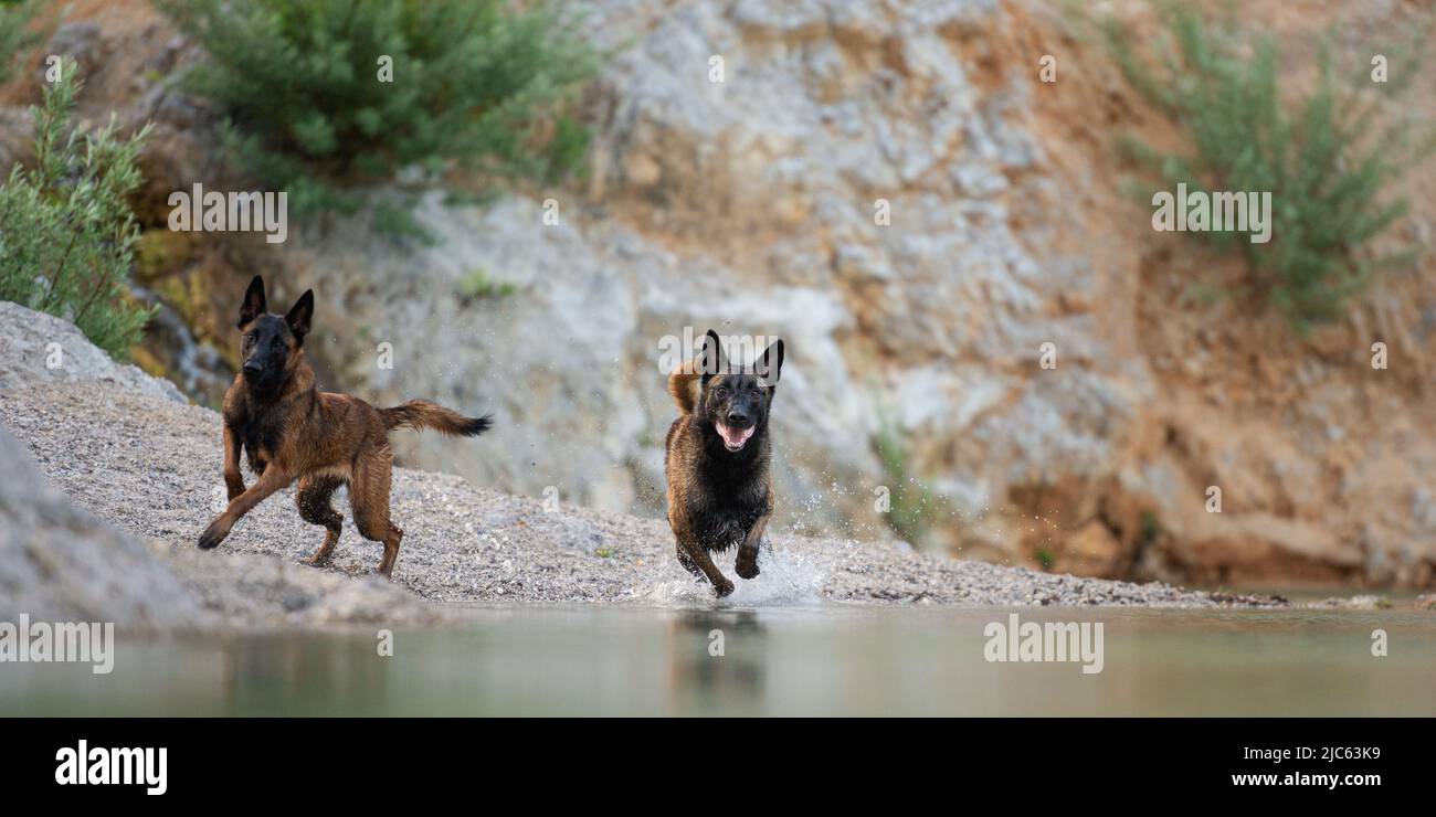 Due cani pastorelli belgi malinois che corrono nell'acqua del lago. Foto Stock