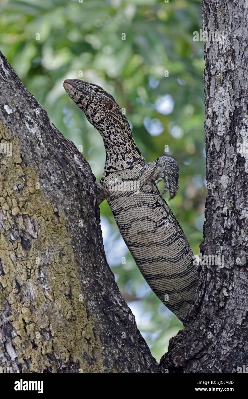 Nilo Monitor Lizard arrampicata un albero sulle rive del fiume Chobe Botswana Foto Stock