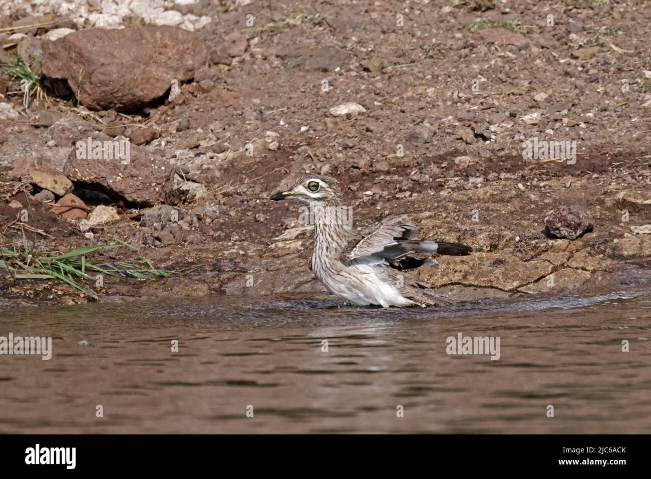 Bagnarsi con acqua folta-ginocchio nel fiume Chobe Botswana Foto Stock