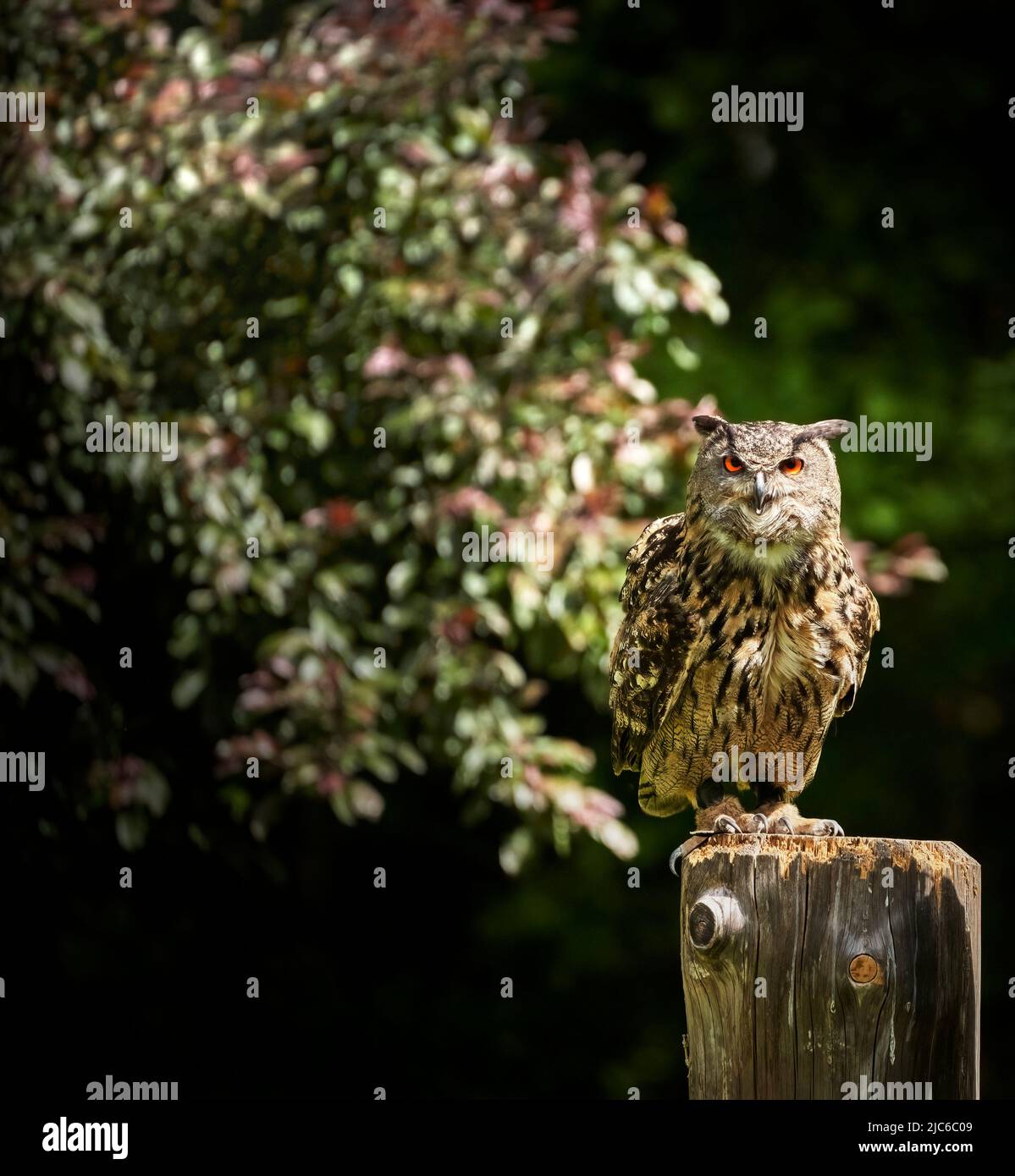 Gufo Aquila, bubo bubo, seduto su un palo di legno in luce solare brillante, tagliato da fuoco selettivo Foto Stock