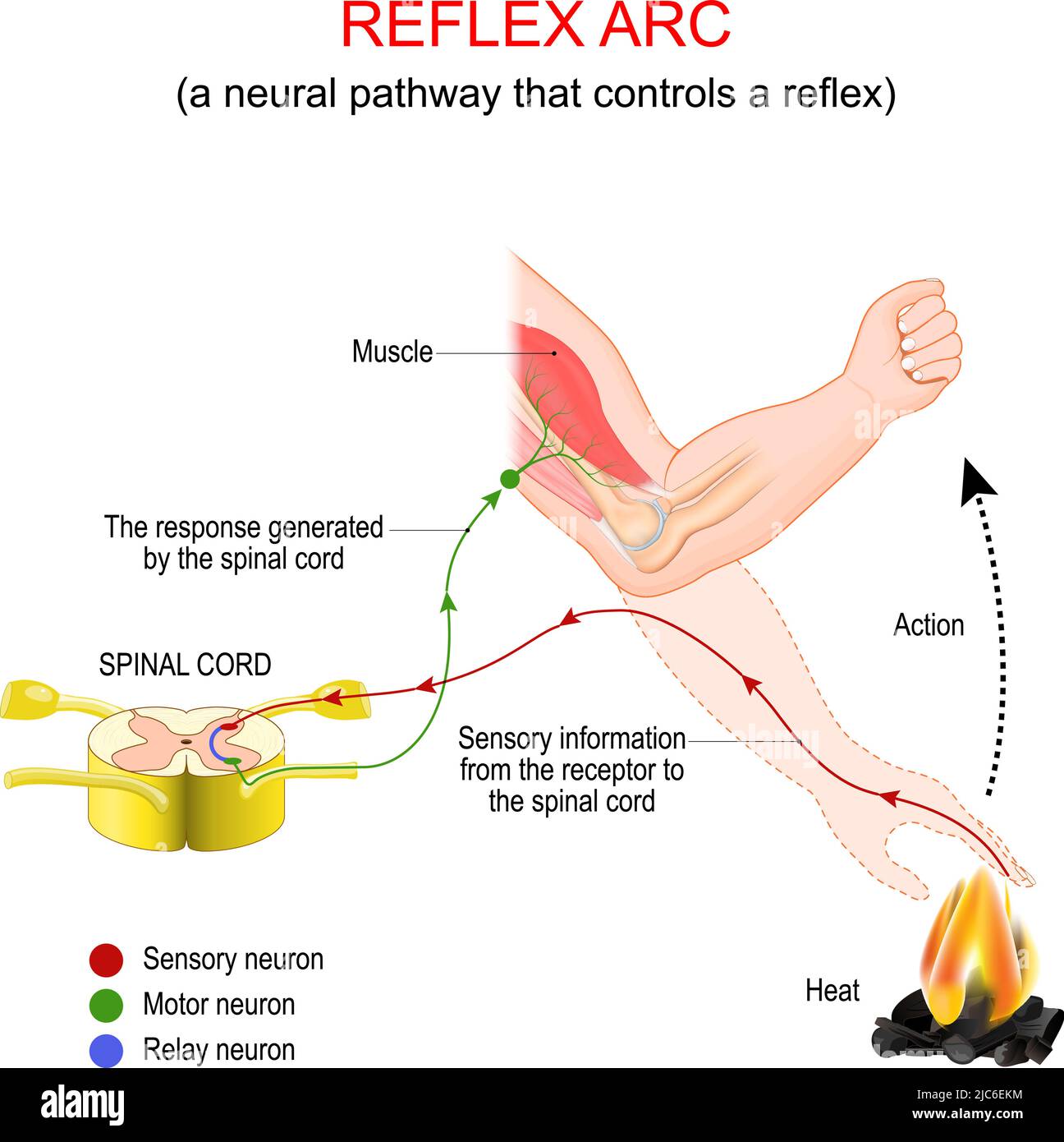 Arco di riflessione. Una via neurale che controlla un riflesso. Risposta molto rapida ad uno stimolo termico che non coinvolge il cervello. Illustrazione Vettoriale