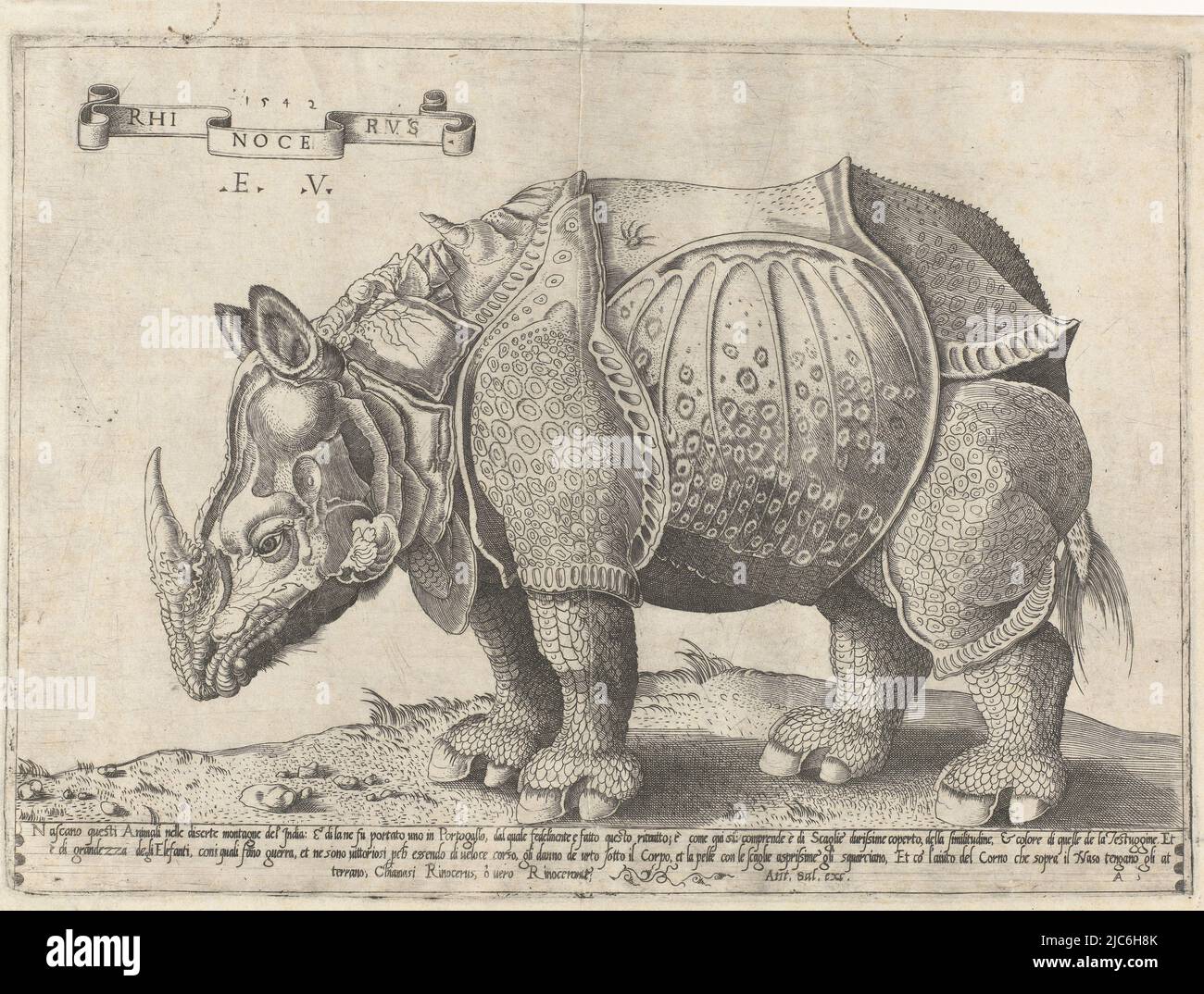 Un rinoceronte, in piedi e di fronte a sinistra. Testo a tre righe in italiano a margine inferiore., Rhinocerus rhino , tipografo: Enea Vico, (menzionato in oggetto), Albrecht Dürer, editore: Antonio Salamanca, (menzionato in oggetto), Print maker: Italia, editore: Roma, 1542, carta, incisione, incisione, h 265 mm x l 364 mm Foto Stock