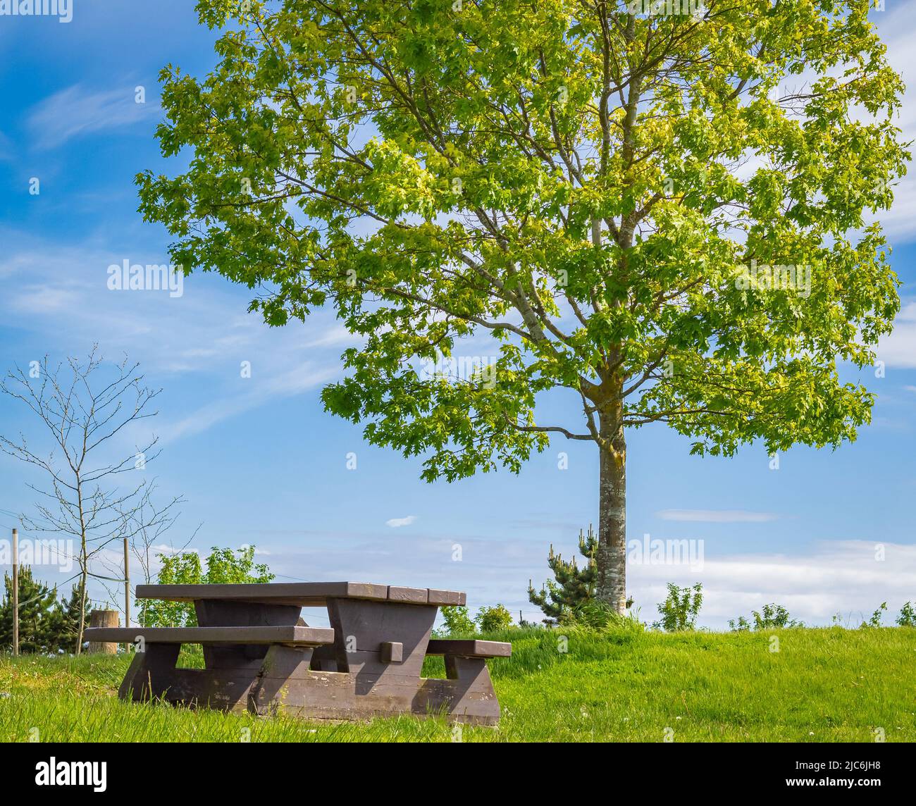 Sedile in legno e un albero in un parco estivo. Picnic nel parco in giornata di sole. Riposarsi nell'area aperta. Tavolo da picnic in legno e posti a sedere. Vista sulla strada, viaggio ph Foto Stock