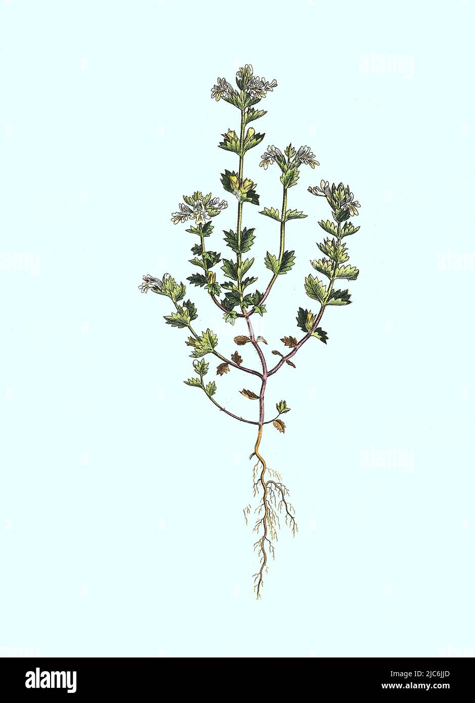 Gemeine Augentrost oder Große Augentrost, auch Wiesen-Augentrost genannt, Euphrasia officinalis, Euphrasia rostkoviana, Historiisch, Digital restaurierte Reproduktion einer Vorlage aus dem 19. Jahrhundert / Euphrasia officinalis, Euphrasia rostkoviana, sinonimo Euphrasia officinalis, noto anche come eyebright o eyewort, storica, digitale migliorata riproduzione di un originale del 19th secolo Foto Stock