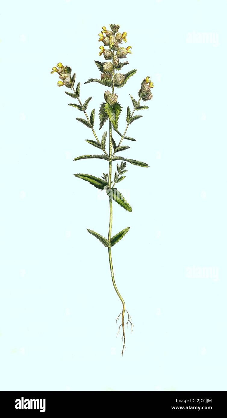 Große Klappertopf, Rhinanthus angustifolius, Historisch, digital restaurierte Reproduktion einer Vorlage aus dem 19. Jahrhundert / Rhinanthus angustifolius, il rantolo a foglie strette o il rantolo giallo più grande, storico, digitale migliorata la riproduzione di un originale del 19th secolo Foto Stock