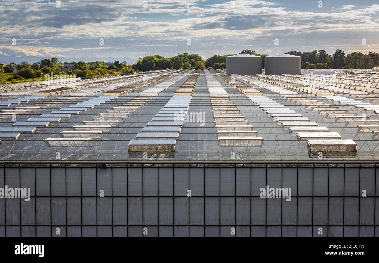 Serre di vetro dall'alto al tramonto. Agricoltura. Verde. Tecnologie contemporanee. Moderna grande serra commerciale costruzione pro Foto Stock
