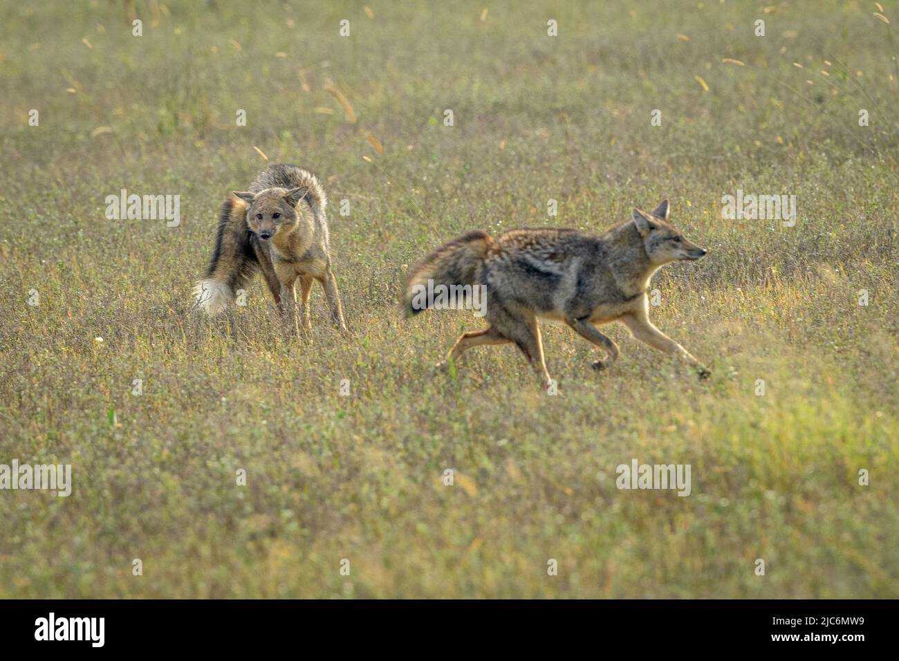 Jackal a righe laterali (Lupulella adusta) Foto Stock