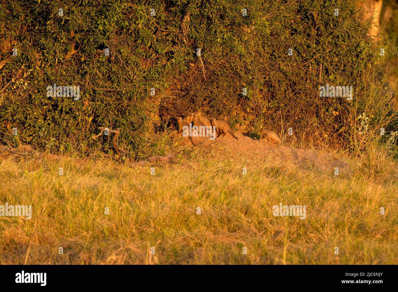 Gruppo di fagiolo (Mungos mungo) su un tumulo di termite nel delta dell'okavango, botswana, africa Foto Stock