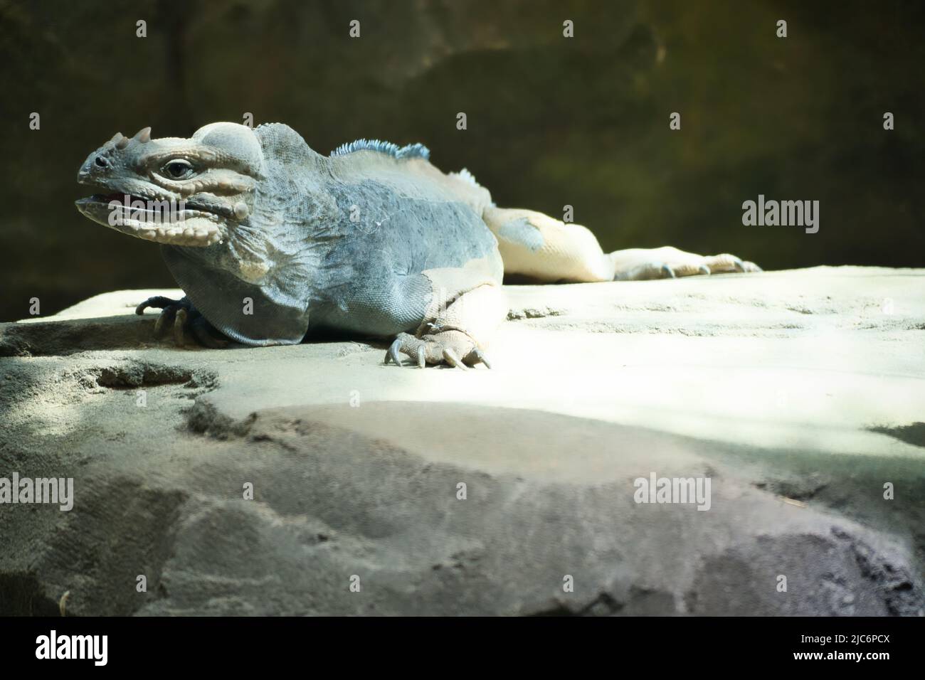 grande iguana adagiata su una pietra. Pettine toracico e pelle squamosa. Foto animale di un rettile Foto Stock