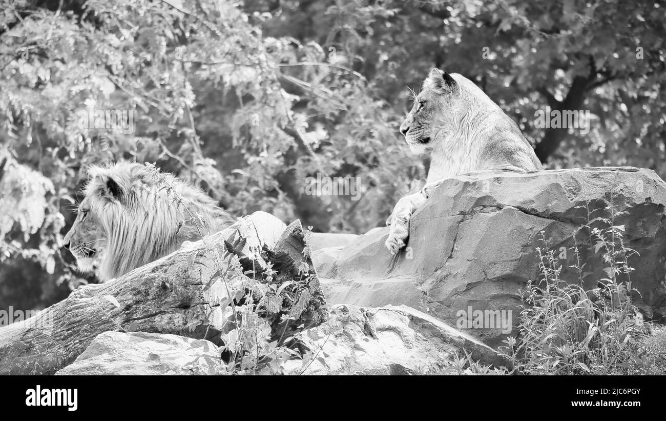 Coppia di leoni in bianco e nero, giacenti su una roccia. Predatori rilassati che guardano in lontananza. Foto animale del grande gatto. Foto Stock
