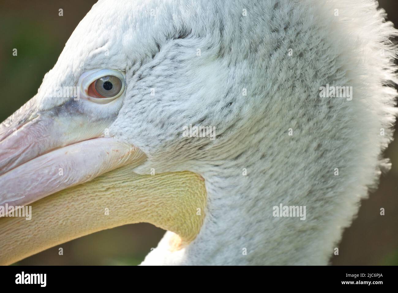 Pelican in ritratto. Piumaggio bianco, becco grande, in un grande uccello marino. Foto animale Foto Stock