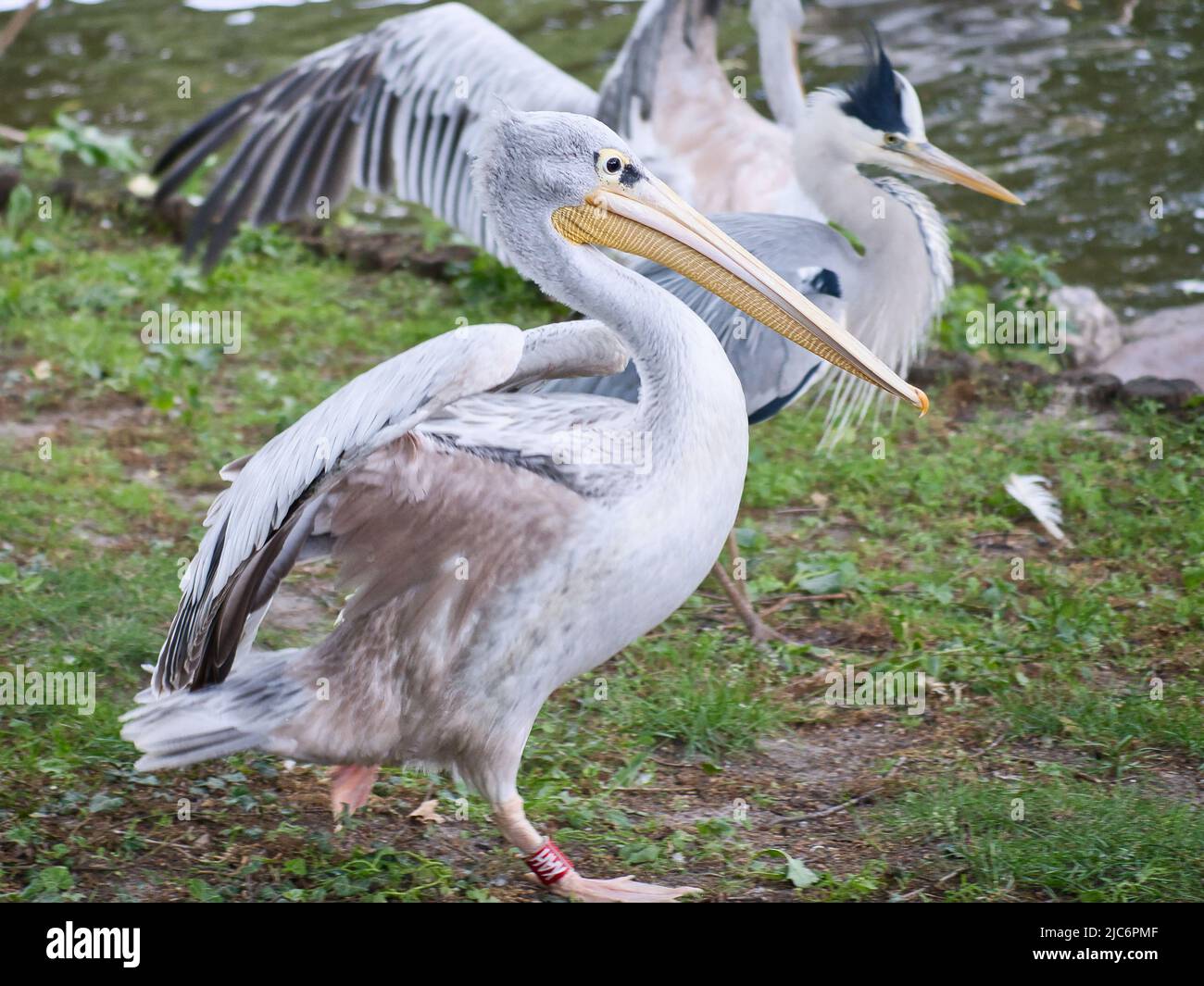 Pelican sull'acqua. Piumaggio grigio bianco, becco grande, ad un grosso uccello marino. Foto animale Foto Stock