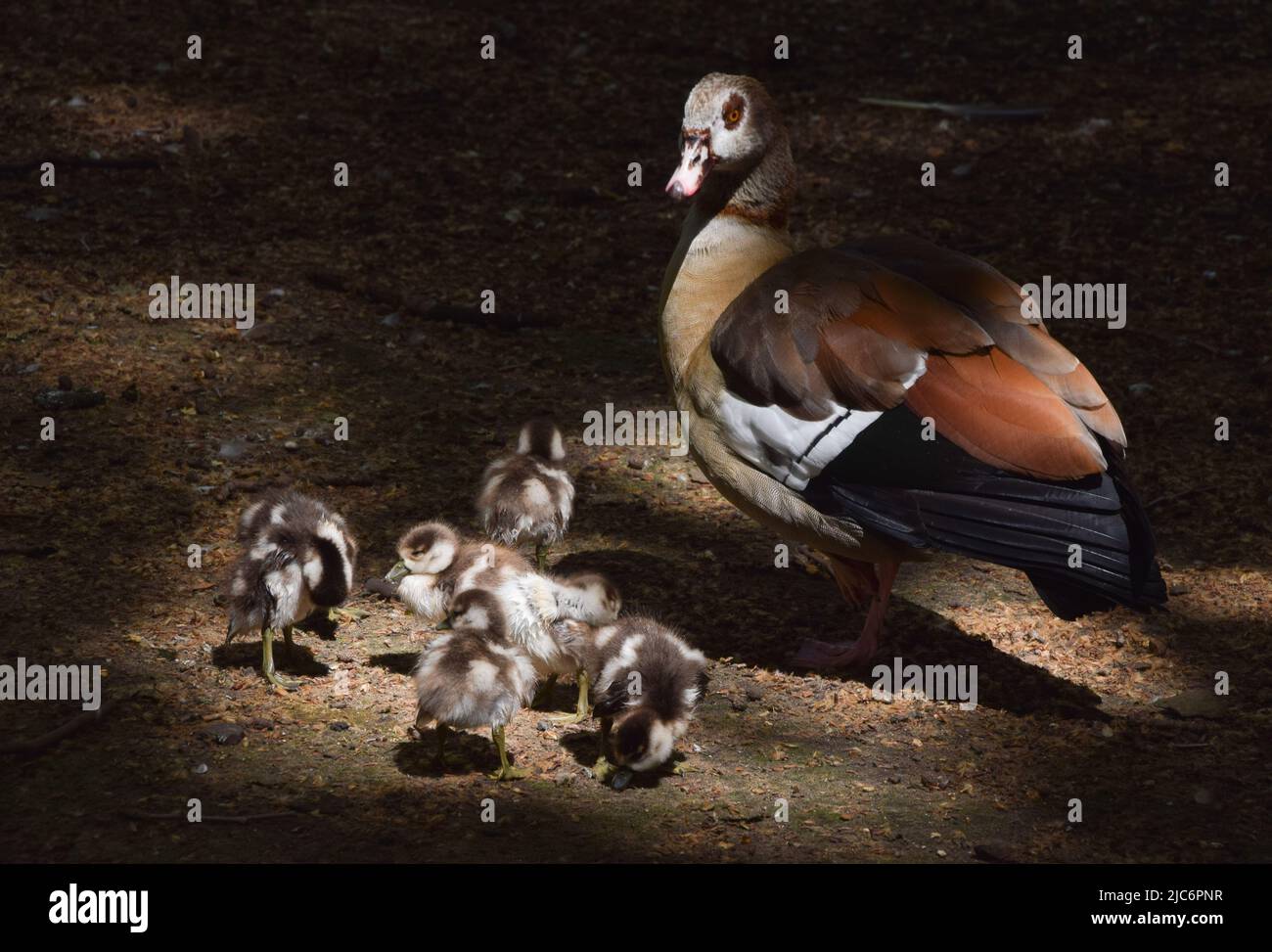 Londra, Inghilterra, Regno Unito. 10th giugno 2022. Piccoli neonati di oca egiziana si nutrono con la madre accanto al lago nel St James's Park, Westminster. (Credit Image: © Vuk Valcic/ZUMA Press Wire) Credit: ZUMA Press, Inc./Alamy Live News Foto Stock