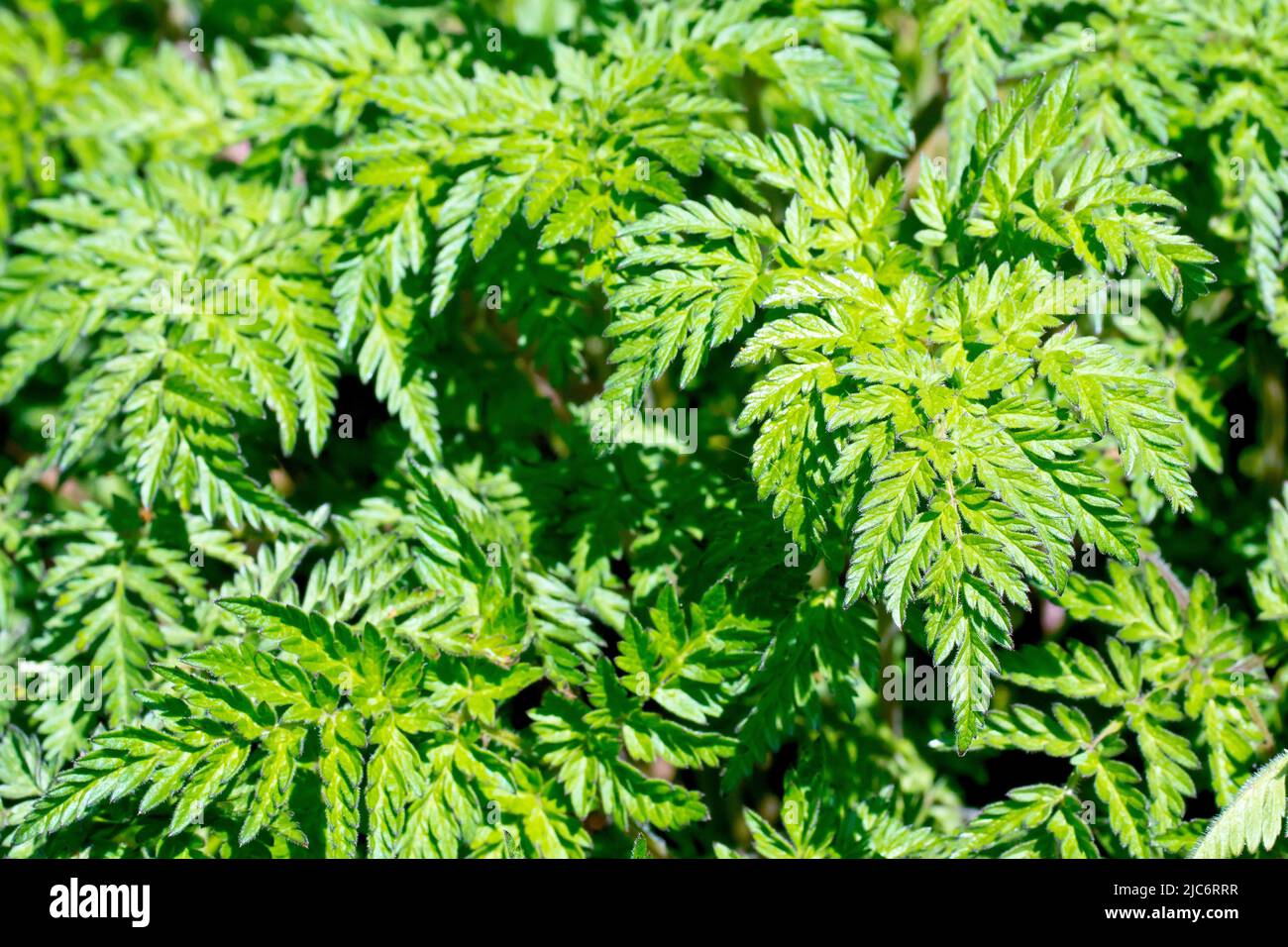 Prezzemolo di vacca (anthrisco sylvestris), primo piano mostrando le foglie inferiori del bosco molto comune e pianta di fioritura di primavera hedgerow. Foto Stock