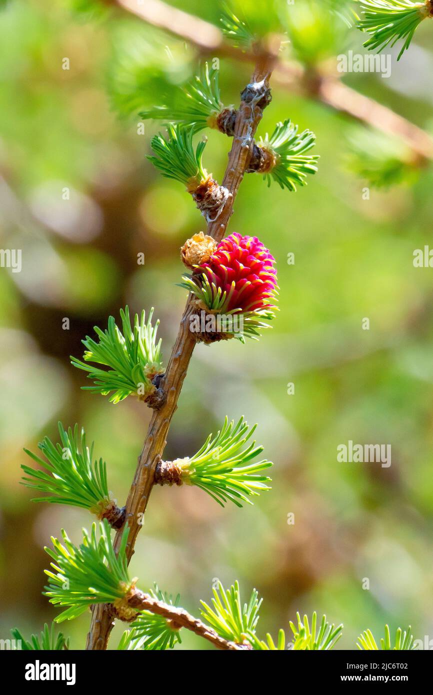 Larice, molto probabilmente Larice giapponese (larix kaempferi), primo piano mostrando un singolo fiore rosa femmina che cresce sul ramo di un albero. Foto Stock