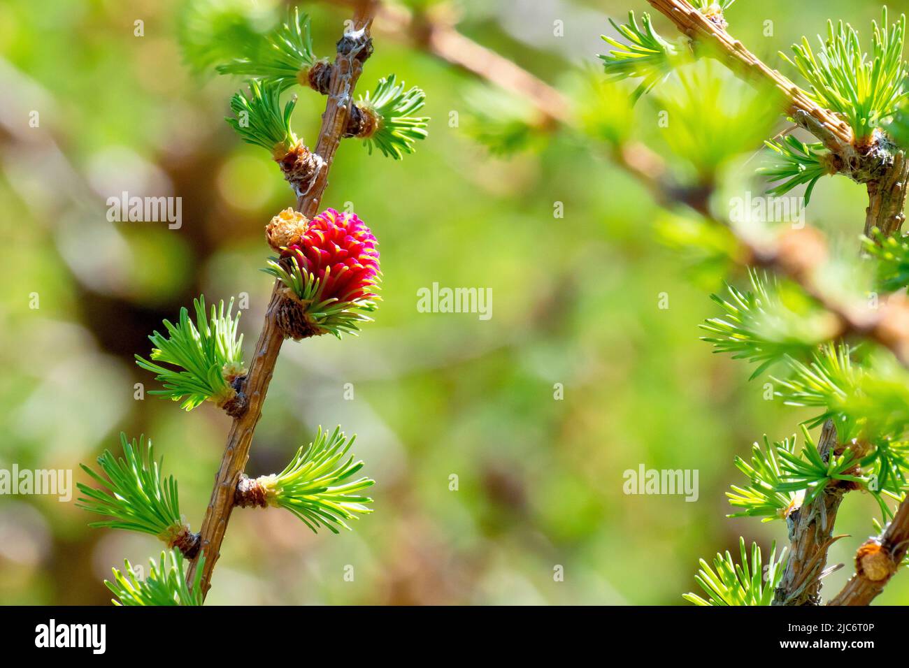 Larice, molto probabilmente Larice giapponese (larix kaempferi), primo piano mostrando un singolo fiore rosa femmina che cresce sul ramo di un albero. Foto Stock