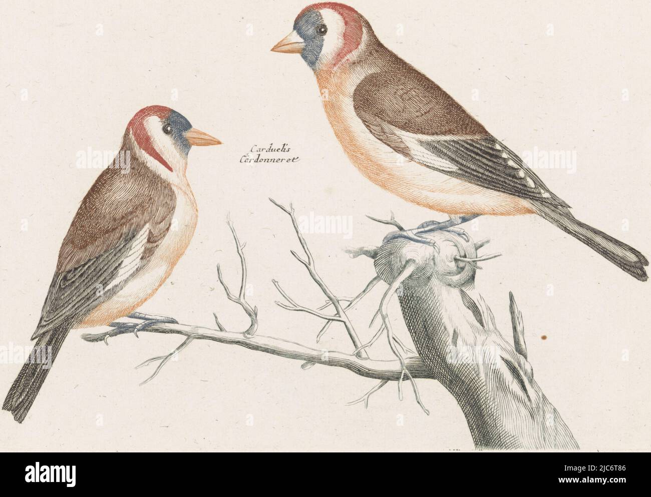 Due pince di golf (Putters) su un ramo. Accanto a loro i loro nomi in latino e francese., Thistle Finches, tipografia: anonymous, Johan Teyler, Olanda, 1688 - 1698, carta, incisione, h 141 mm x l 192 mm Foto Stock