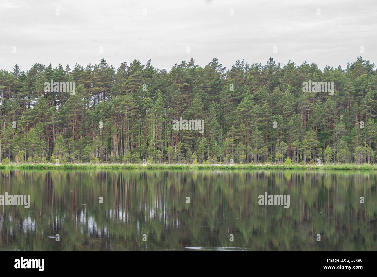 foresta di nebbia in una mattinata di nebbia vicino al lago con riflessi nell'acqua. orizzonte distante. foresta di abete rosso e pino, astratto, sfondo testurizzato Foto Stock