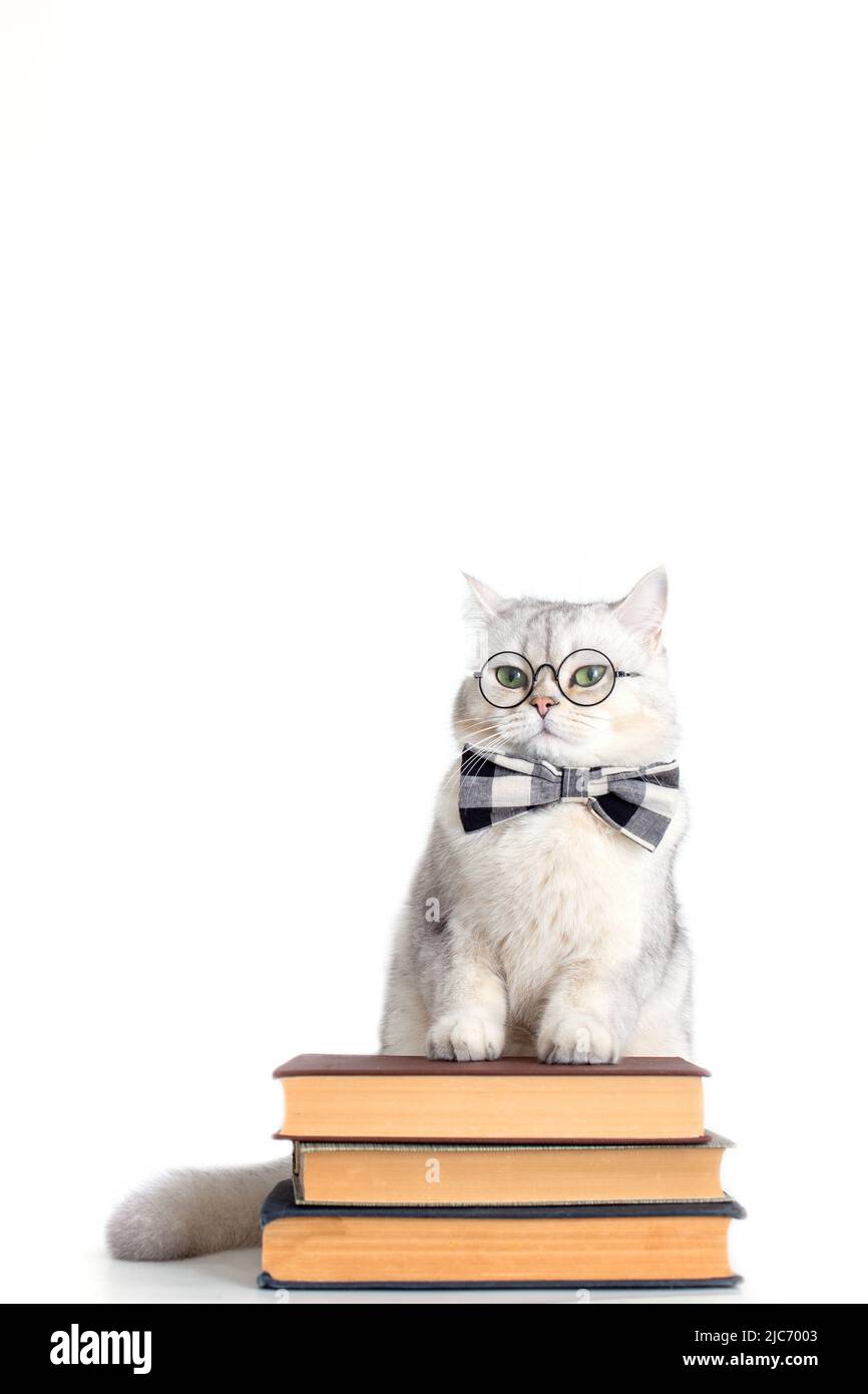 Divertente gatto bianco in una cravatta di prua e occhiali, in piedi su una pila di libri, isolato Foto Stock