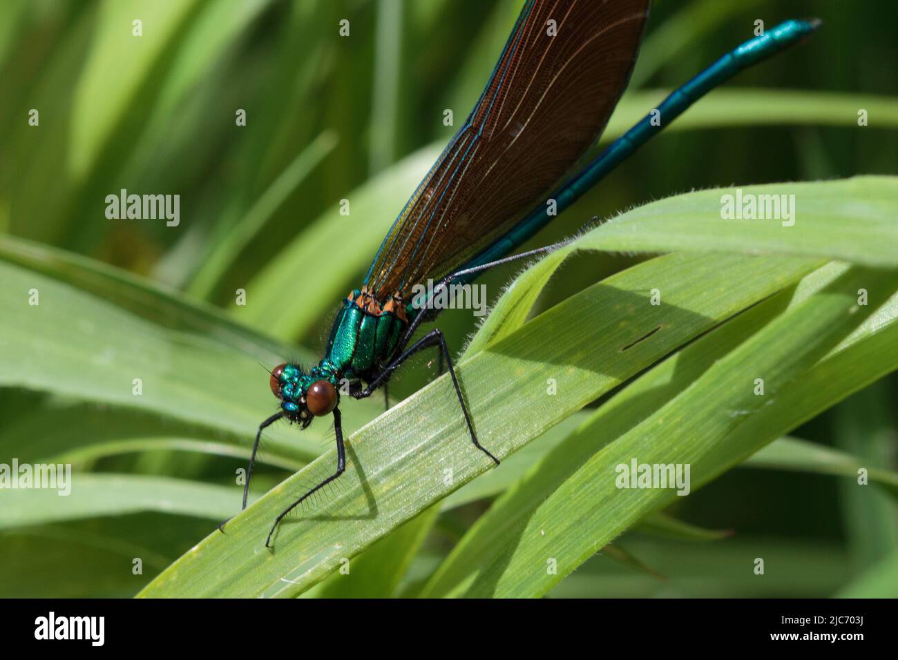 Bella Demoiselle (Calopteryx virgo) al bordo di un flusso medio nella Cornovaglia occidentale Foto Stock