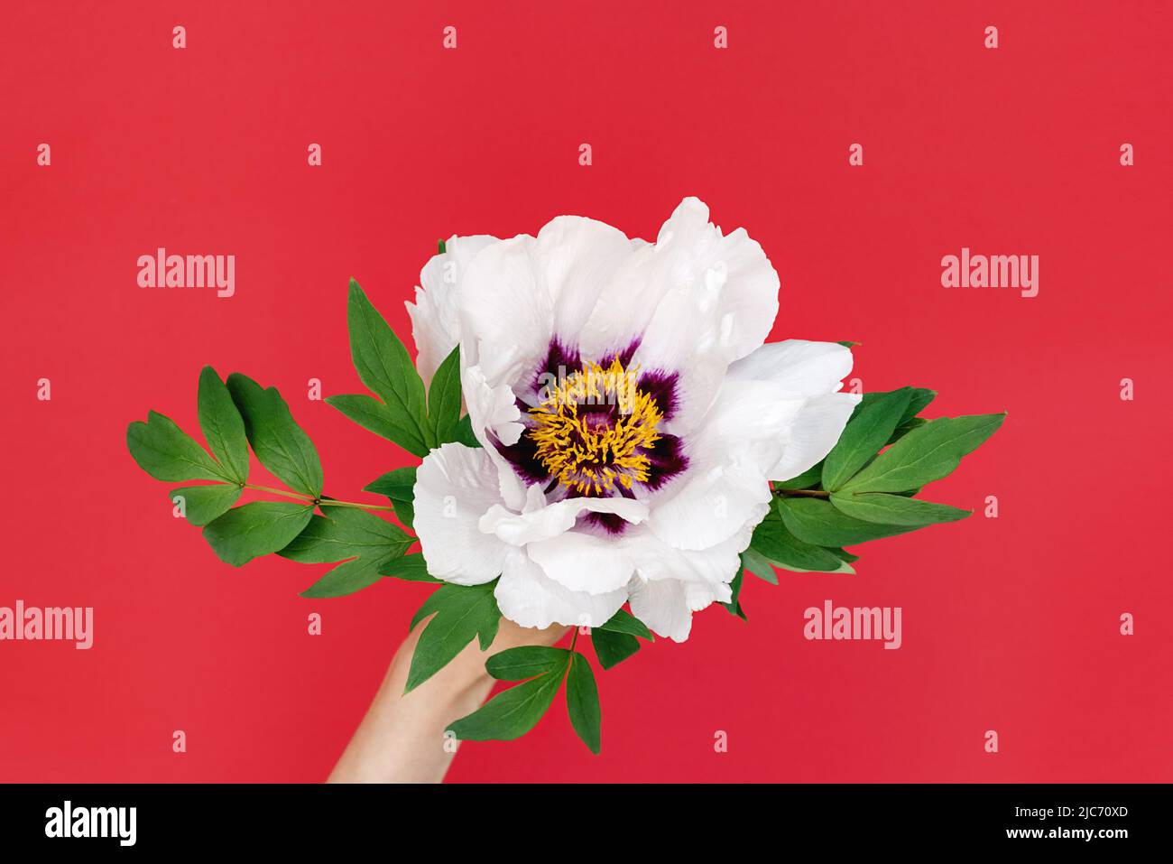 Primo piano di delicato fiore di bella peonia bianca in mani femminili su sfondo rosso. Vista dall'alto. Il concetto di festa della mamma e delle donne. Spazio di copia Foto Stock