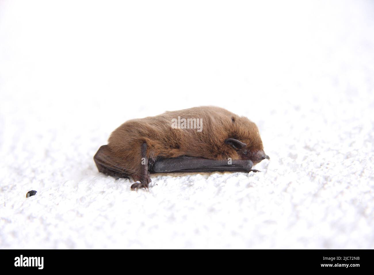 Minore noctule appeso su una casa al pipistrello diurno Foto Stock