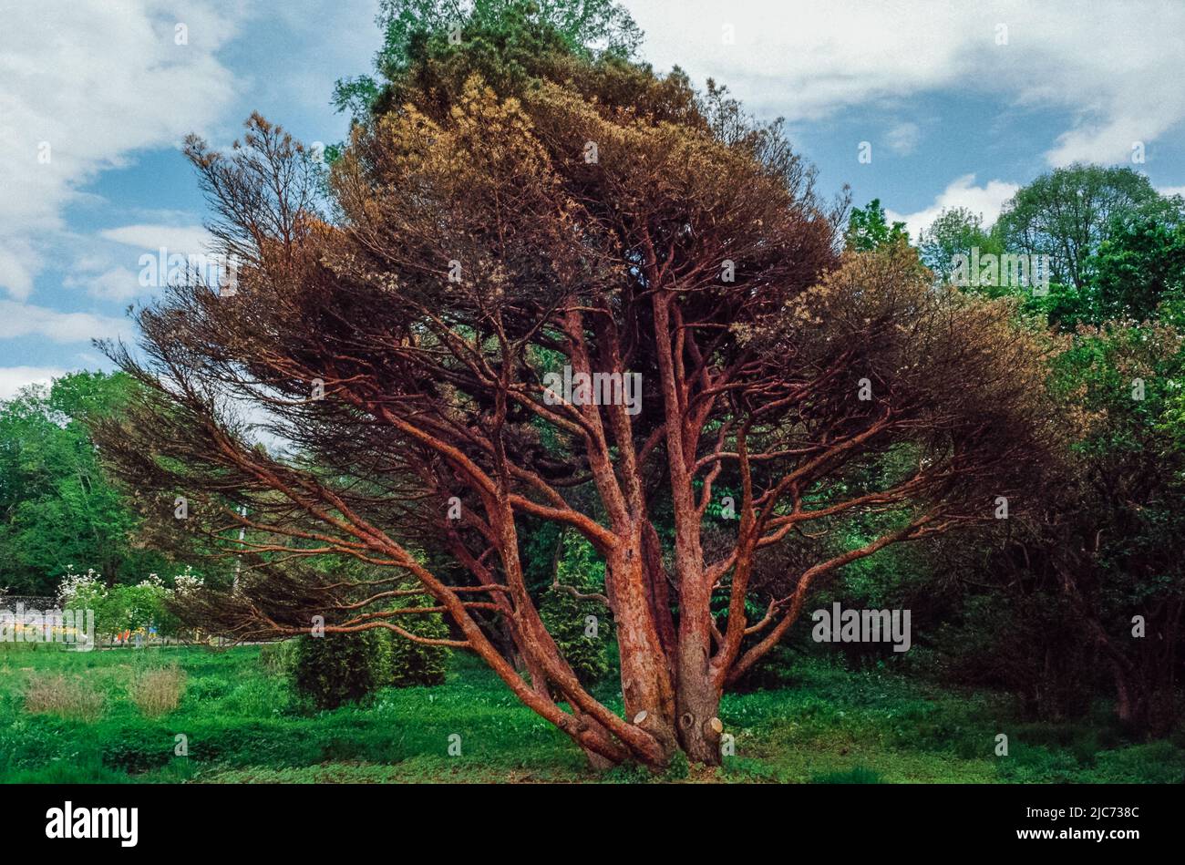 Due alberi si fondono come uno in un'immagine contrastante con gli alberi in marrone ferita e quelli sullo sfondo verde lussureggiante. Un cielo blu e le nuvole sono finito Foto Stock