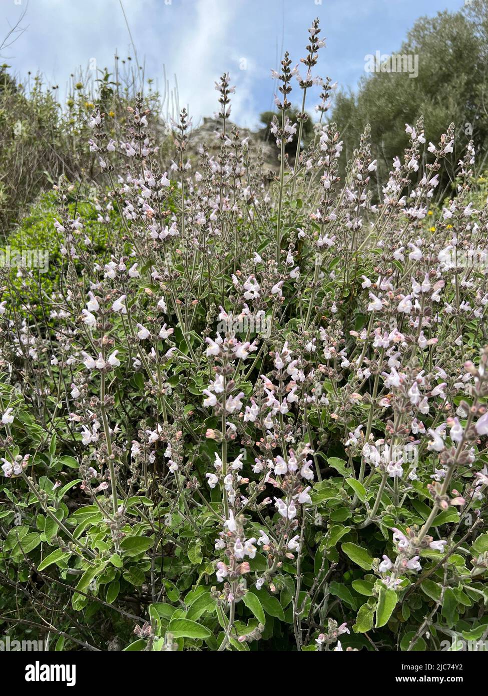 Salvia frutticosa - Salvia frutticosa - Griechischer Sabbei - salge arbustiva Foto Stock