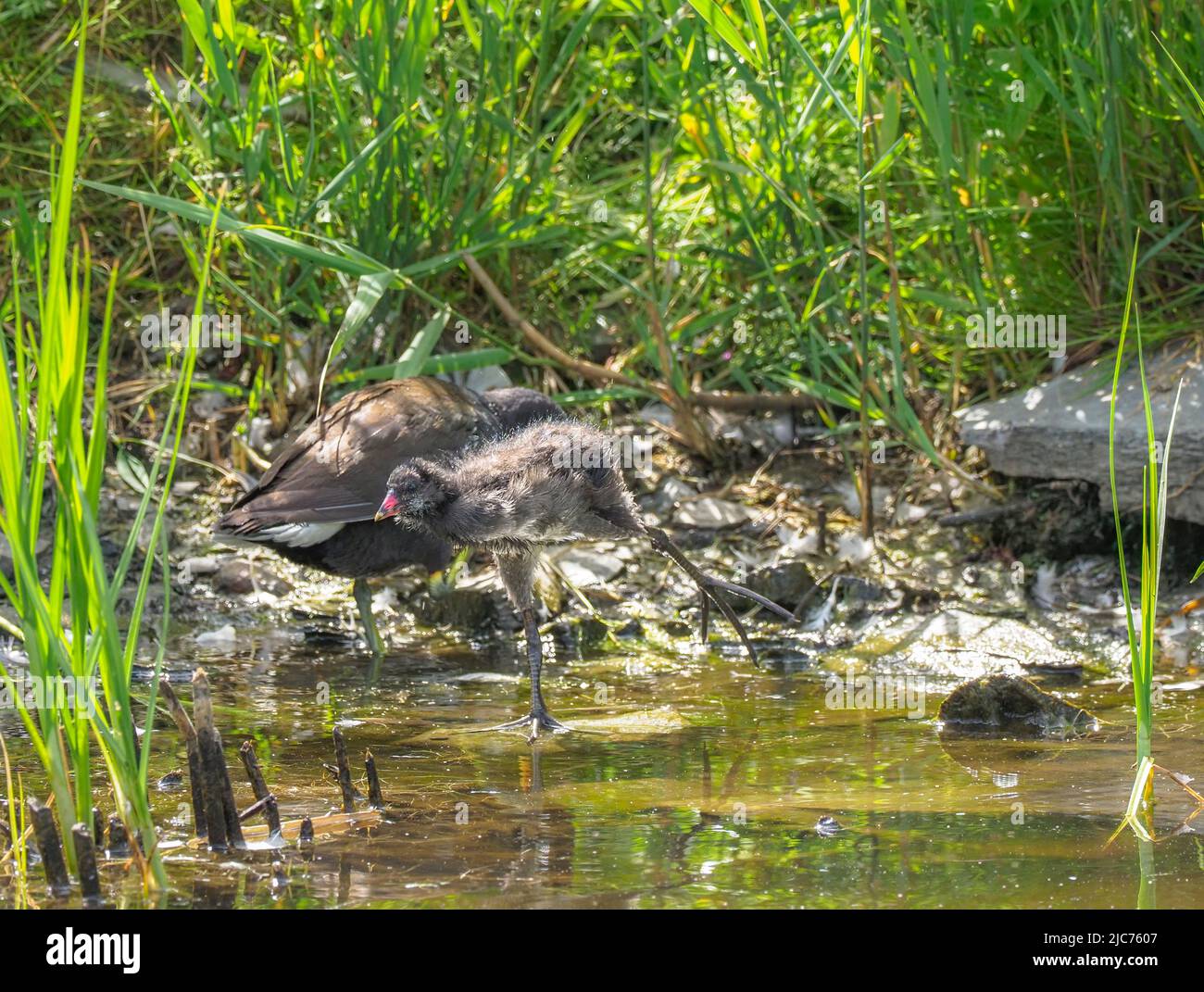 Famiglia di Moorhens, Teifi Marshes, Cardigan, Galles Foto Stock