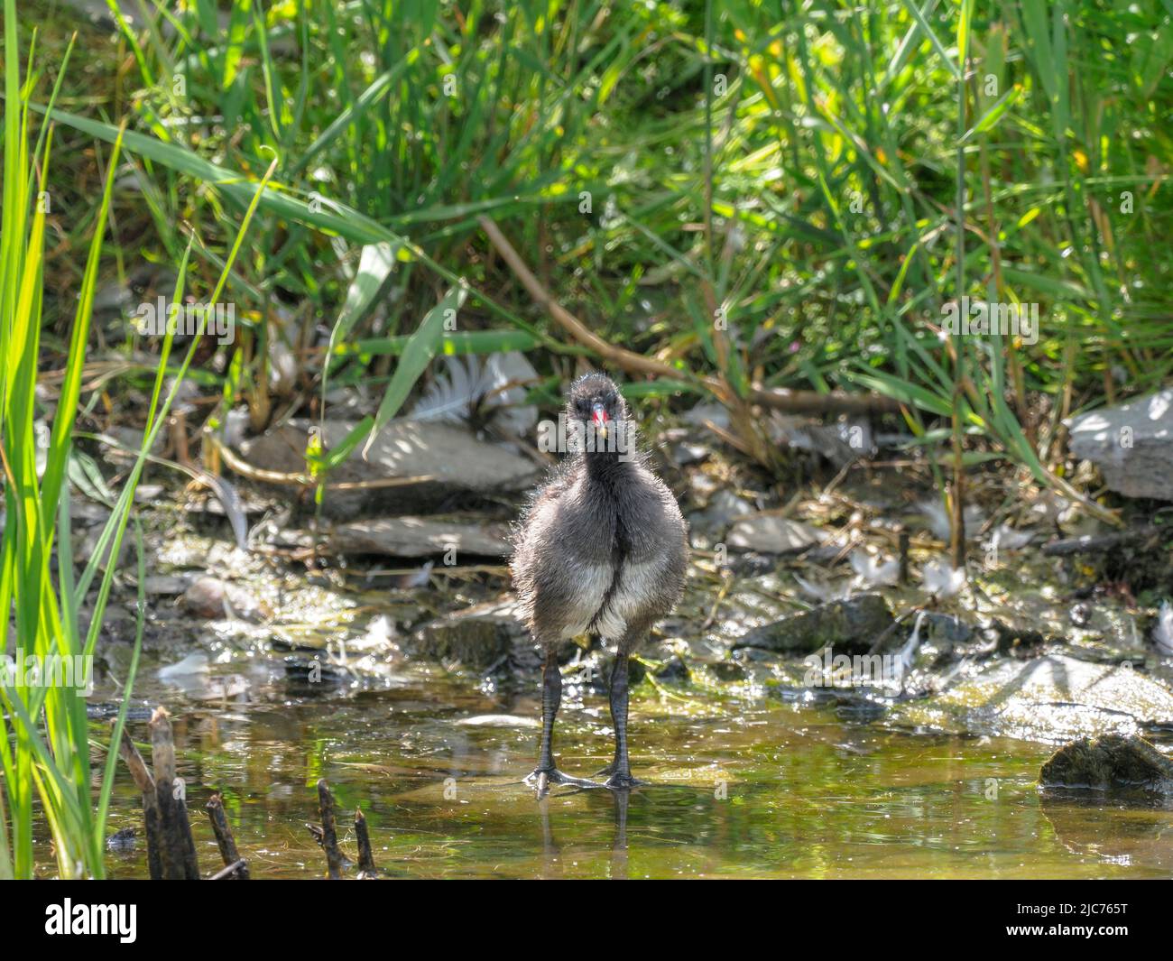 Famiglia di Moorhens, Teifi Marshes, Cardigan, Galles Foto Stock