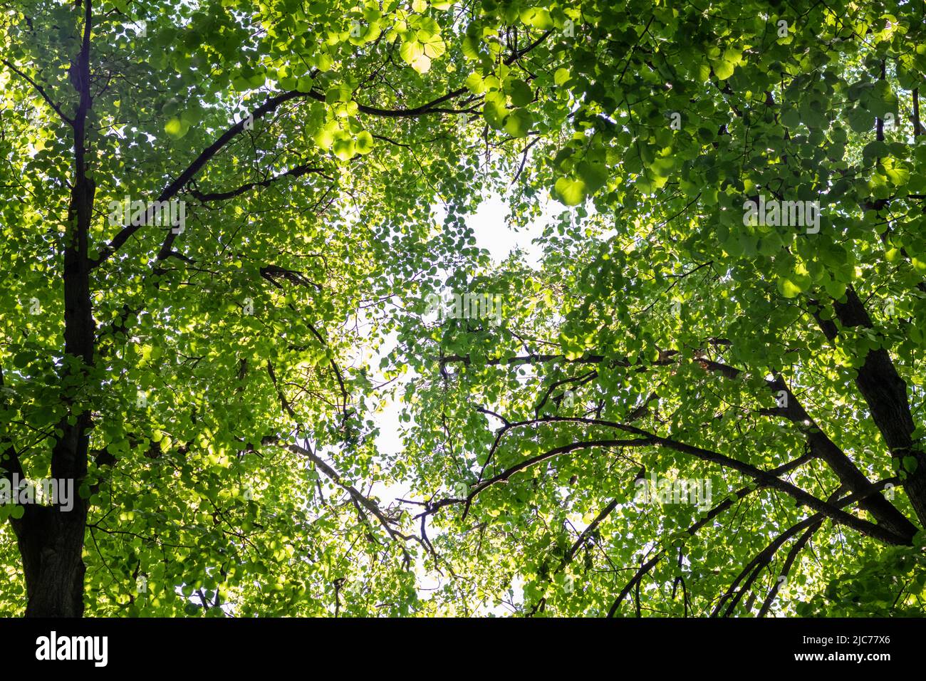 Rami di molti alberi verdi contro il cielo blu. Sfondo bellissimo per il tuo design. Foto qui sotto. Foto Stock