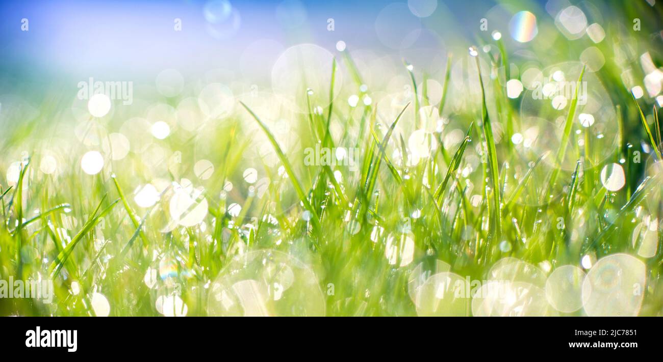 Primo piano della rugiada mattutina o delle gocce di pioggia sull'erba verde, sfondo con bokeh e sfocatura. Foto di alta qualità Foto Stock