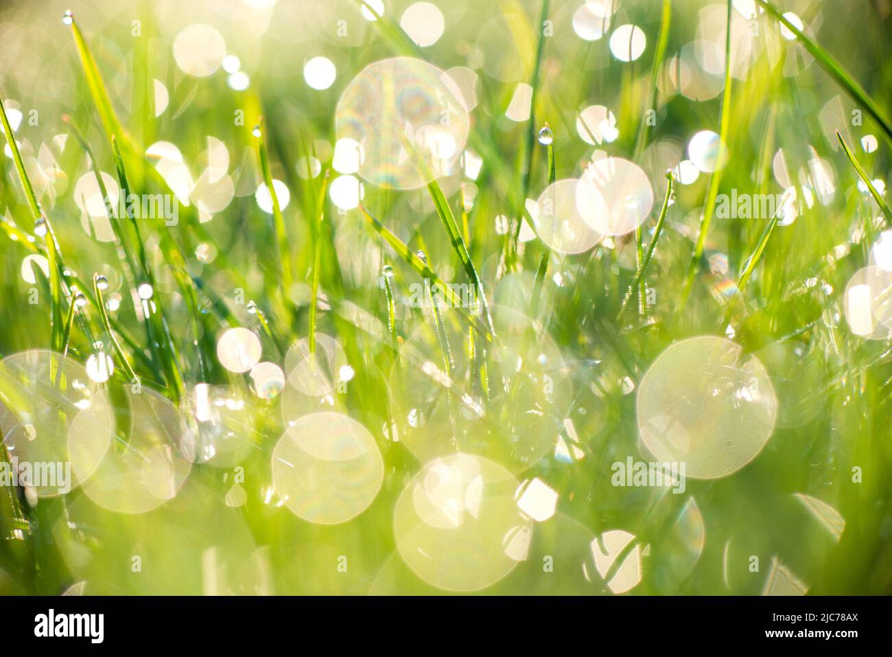 Primo piano della rugiada mattutina o delle gocce di pioggia sull'erba verde, sfondo con bokeh e sfocatura. Foto di alta qualità Foto Stock