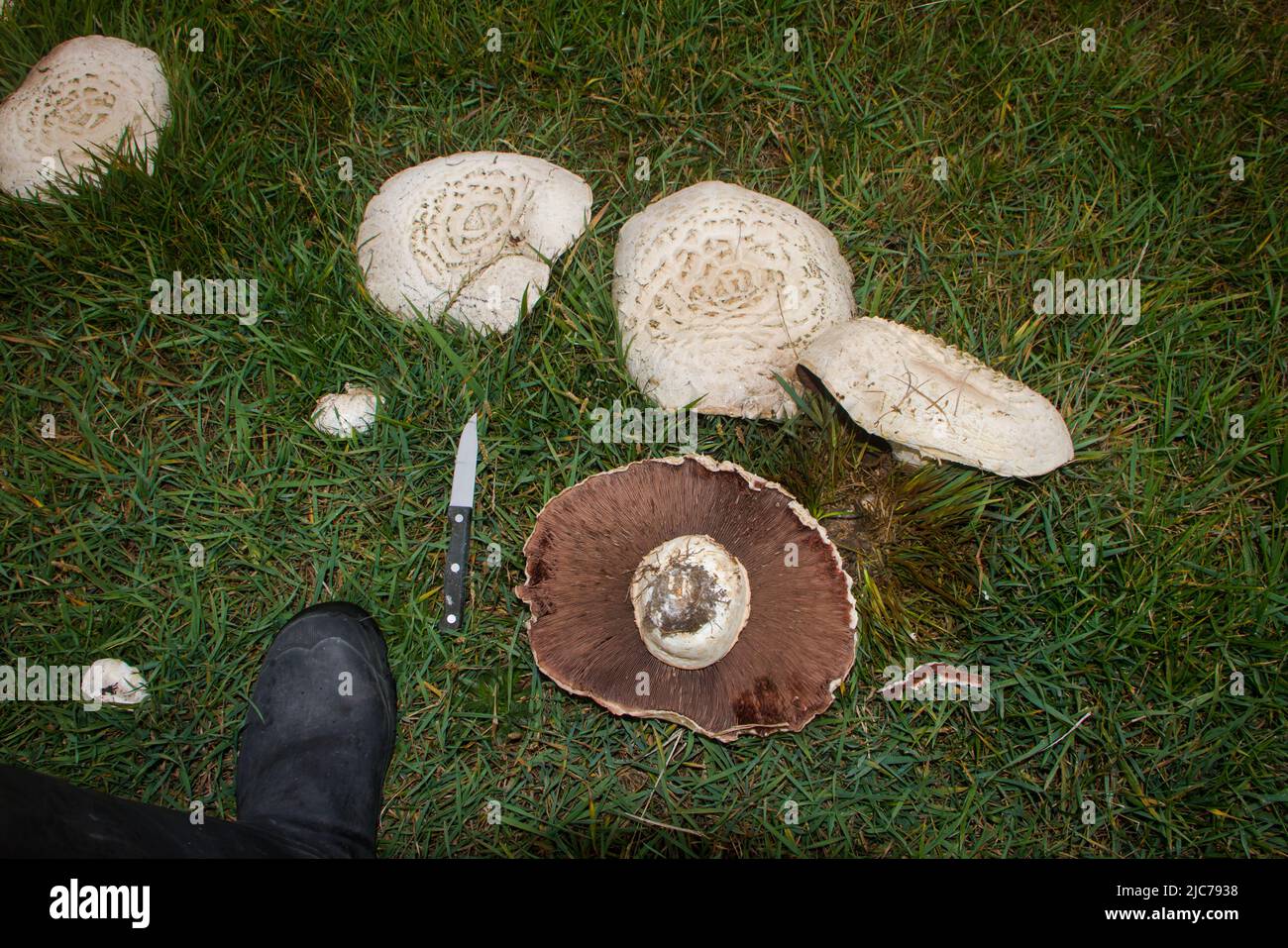 Vita in Nuova Zelanda. Pesca, foraggio, immersioni, giardinaggio e sport. Fata anelli di funghi di cavallo (Agaricus arvensis). Foto Stock