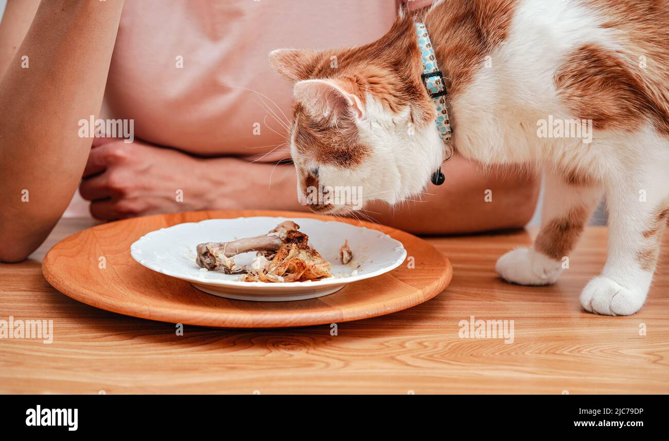 Piccolo gatto bianco e marrone che sta per mangiare dal piatto sul tavolo con resti di pollo, donna sfocata sullo sfondo Foto Stock